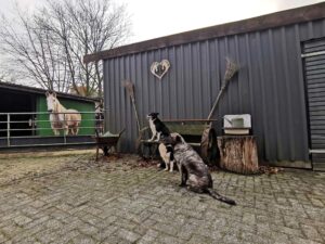hunde bank